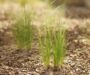 Professional Garden Maintenance Programmes: The Key to Year-Round Garden Health